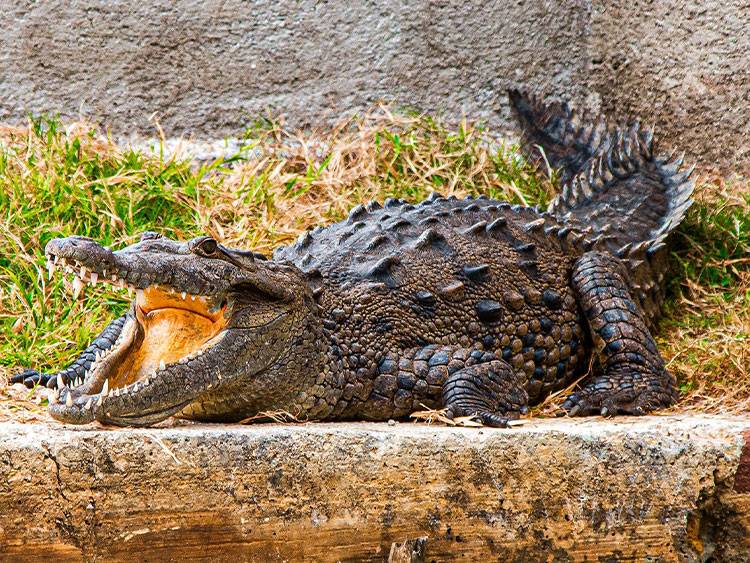 dtours-jamaica-attractions-black-river-safari-2