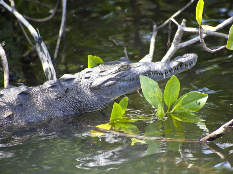 dtours-jamaica-attractions-black-river-safari-5