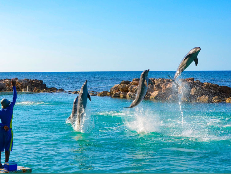 dtours-jamaica-attractions-dolphin-cove-montego-bay-2