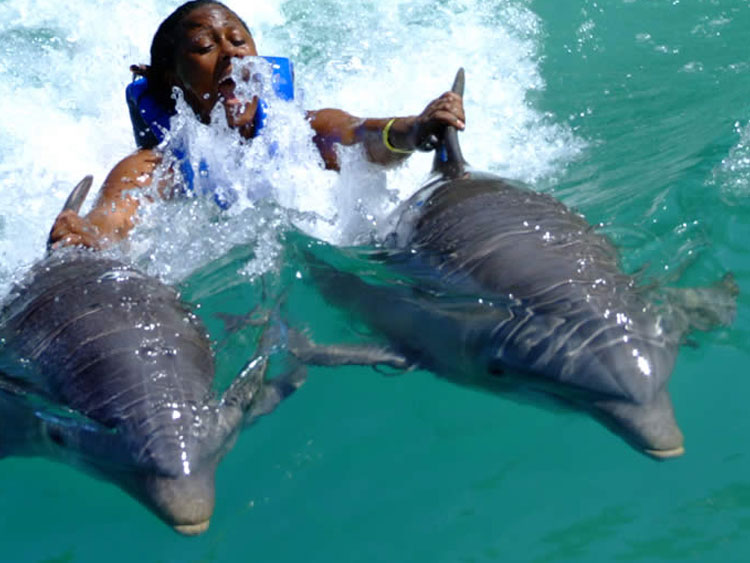 dtours-jamaica-attractions-dolphin-cove-montego-bay
