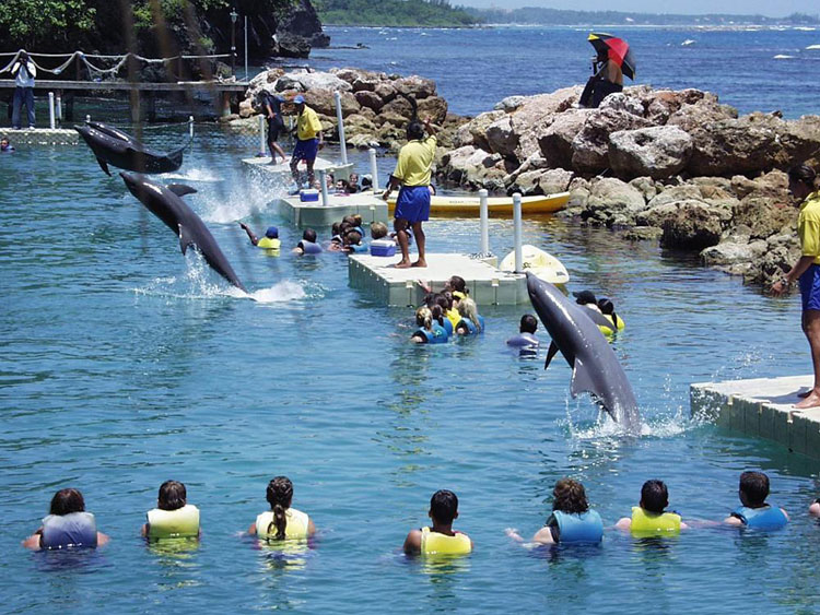dtours-jamaica-attractions-dolphin-cove-ocho-rios-2