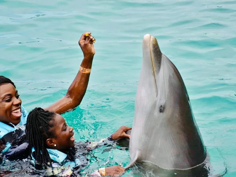 dtours-jamaica-attractions-dolphin-cove-ocho-rios-4