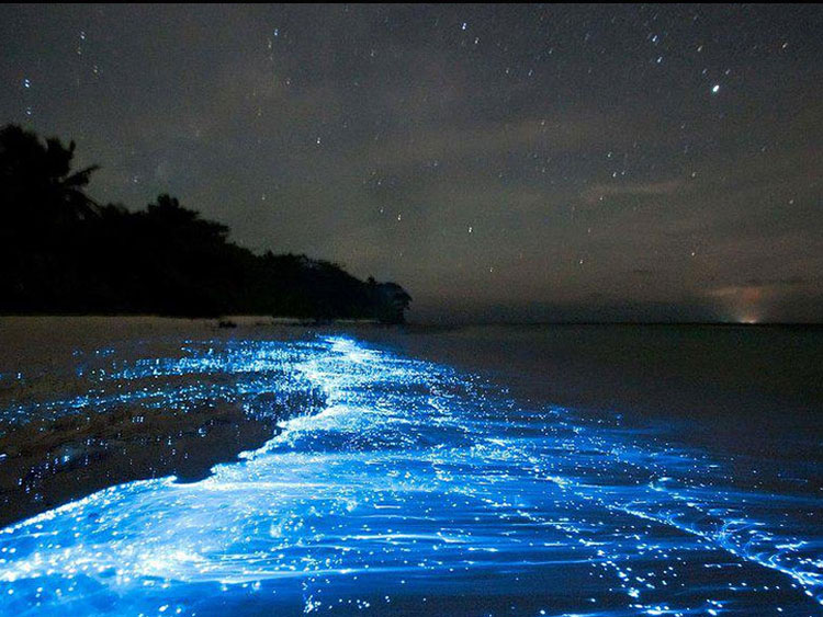 dtours-jamaica-attractions-luminous-lagoon